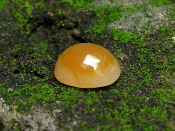 Mustika Bumi Antarala